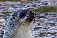 Fur seal at King Haakon Bay, South Georgia Island