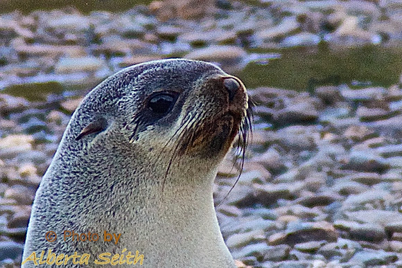 Fur seal at King Haakon Bay, South Georgia Island