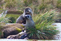 Fur Seals at King Haakon Bay, South Georgia Island