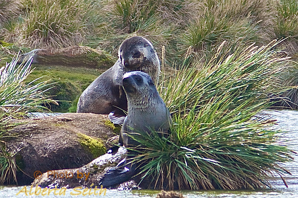 Fur Seals at King Haakon Bay, South Georgia Island