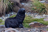 Baby fur seal at landing at King Haakon Bay, South Georgia Island