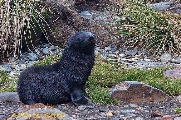 Baby fur seal at landing at King Haakon Bay, South Georgia Island
