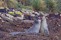 Seals