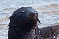 Baby fur seal close-up at King Haakon Bay, South Georgia Island