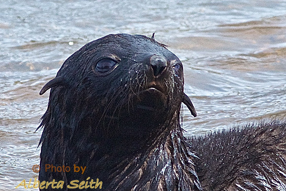 Baby fur seal close-up at King Haakon Bay, South Georgia Island
