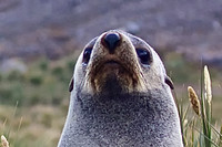 Fur Seal at Landing at King Haakon Bay, South Georgia Island