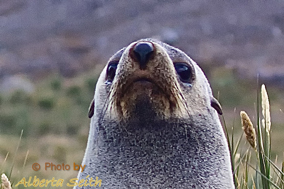 Fur Seal at Landing at King Haakon Bay, South Georgia Island