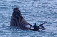 Elephant Seal, King Haakon Bay, South Georgia Island