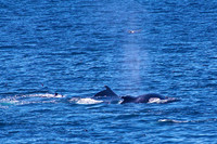Whales