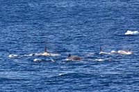 Whales in the Gerlache Strait