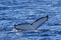Whales in the Gerlache Strait