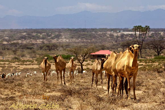 Samburu Herder with Camels and Goats