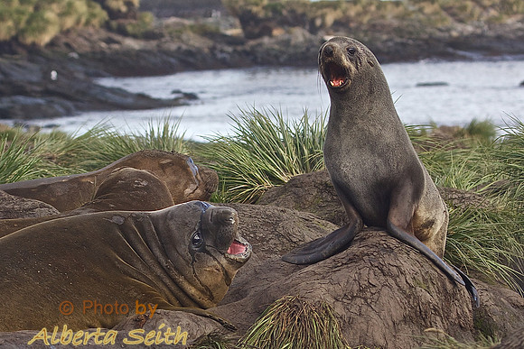 Elephant and Fur Seals Serenade Us on our Cooper Bay Landing at Albatross Cove