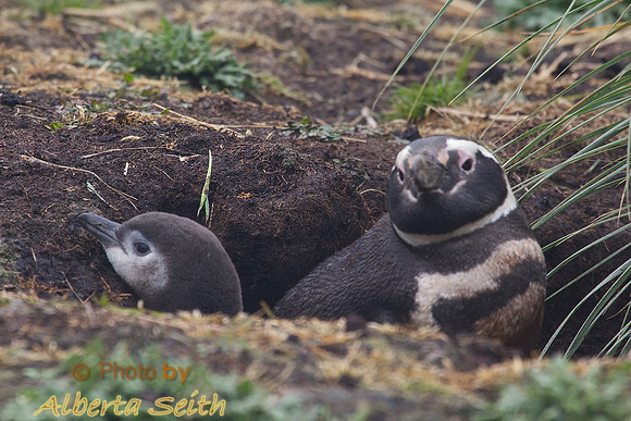 Magellanic Penguin and chick