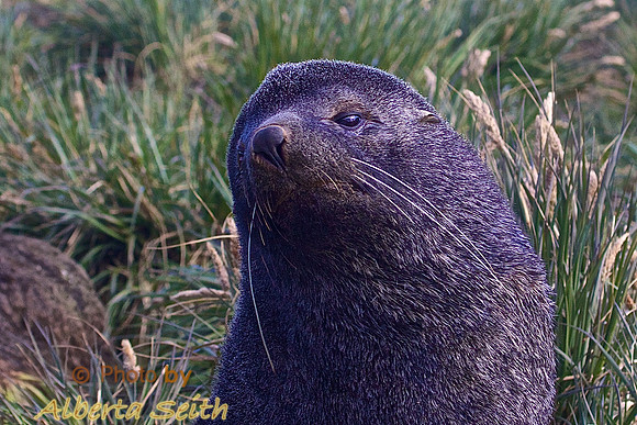 Fur Seals dot the Hillside at the Macaroni Penguin Nesting Area-Cooper Bay South Georgia