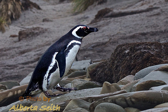 Sea Lion Island