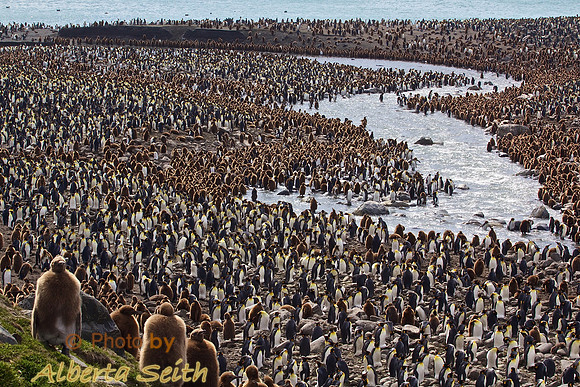 St Andrews Bay