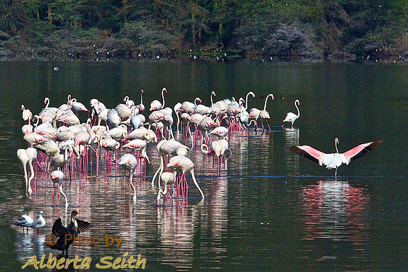 Flamingos wading at Lake Nakuru, Kenya