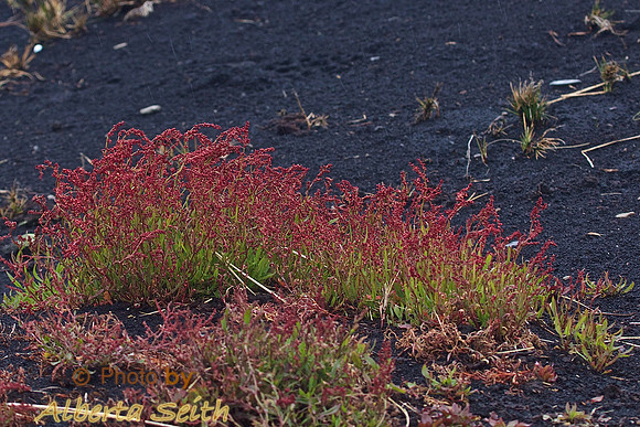 Red grass and black peat