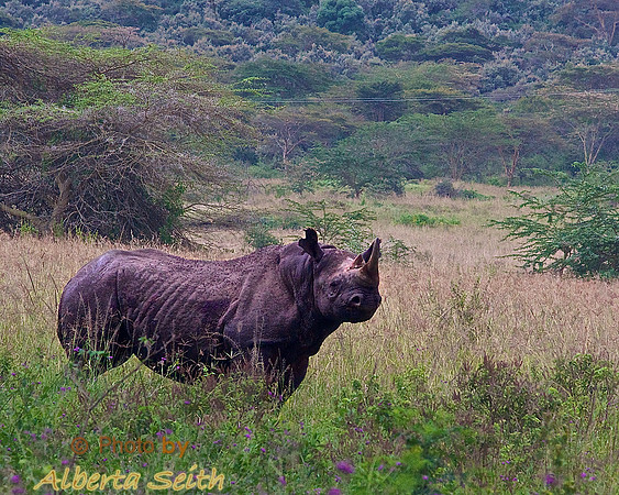 Black Rhino at Lake Nakuru
