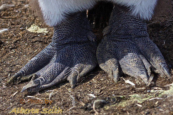 King Penguin Feet