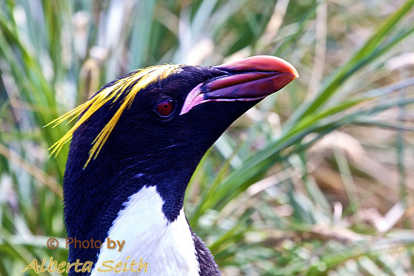 Macaroni Penguin Showing How He Got His Name in  Cooper Bay, South Georgia