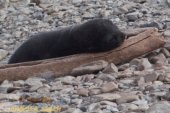 Godthul Harbour baby fur seal resting on whale bone