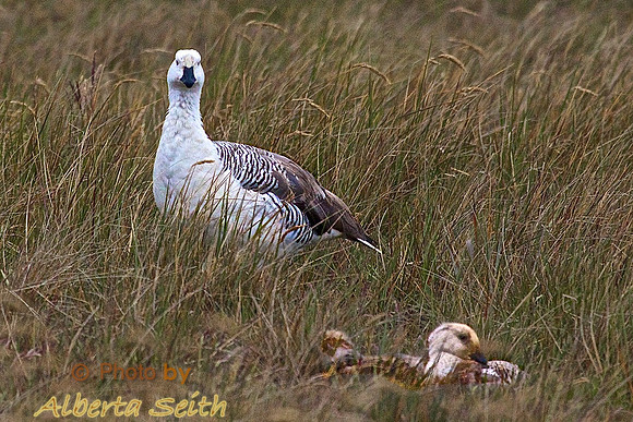 Upland Goose with chicks, Sea Lion Island
