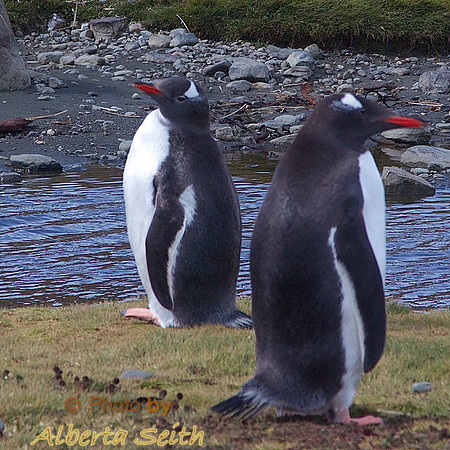 Landing at Peggoty Bluff, South Georgia Island