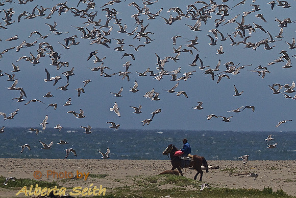 Riders Amid a Lift-Off of Kelp Gulls and Inca Terns at Parque Ecológico La Isla Concón, Chile's Pacific Coast