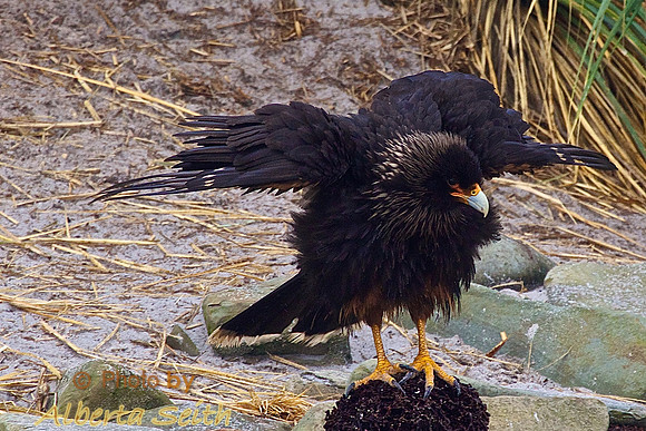 Caracara Bird  at Cow Point, Sea Lion Island-Falklands
