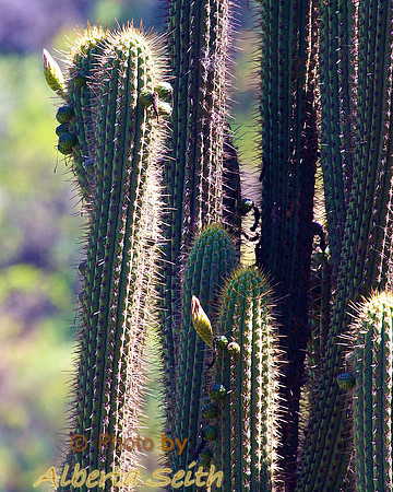 The Easter Lily Cactus in La Campana National Park, near Santiago, Chili