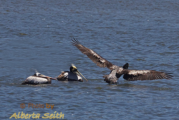 Parque Ecologico La Isla Concon near Santiago, Chili, Chilean pelicans
