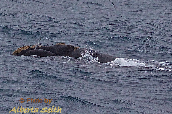 Cooper Bay Humpback Whale Checks Out the Ship off South Georgia Island