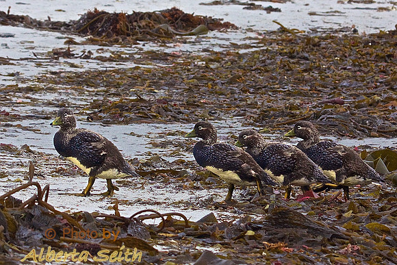 Sea Lion Island