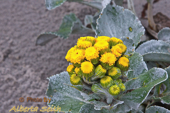 Patagonian Hawkweed-Sea Lion Island