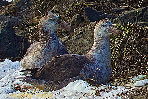Petrels Nest at Cooper Bay