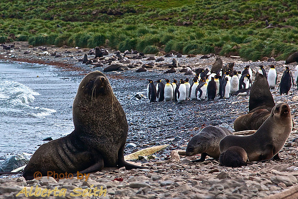 Seals and penguins at Godthul Harbour