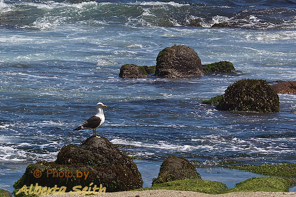 Coastal Park near Santiago, Chili
