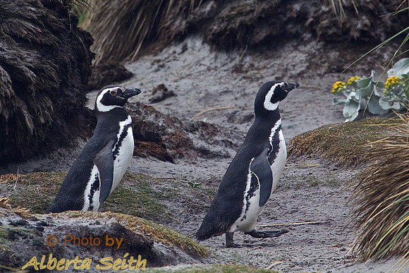 Magellanic Penguins on Sea Lion Island