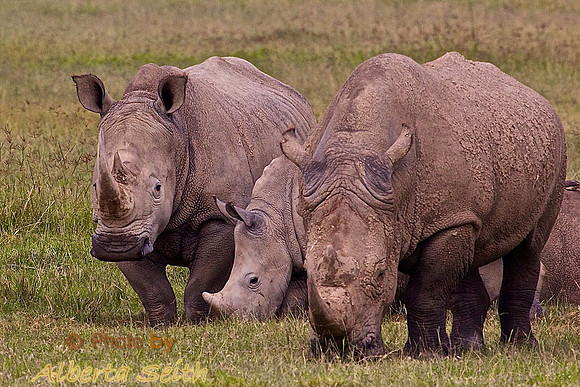 White Rhinos at Lake Nakuru