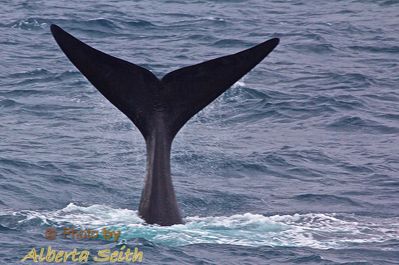 Humpback Whale Diving near Cooper Bay