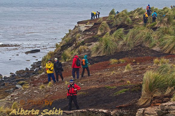 Sea Lion Island