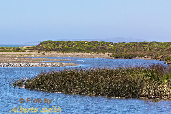 Kelp Gulls in the Twisting Inlet to the Pacific on Chile's Coast