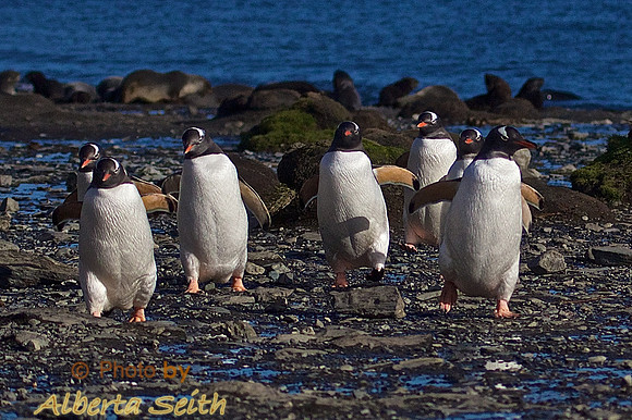 Gentoo Penguins in Cooper Bay