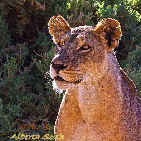 Lion in Samburu