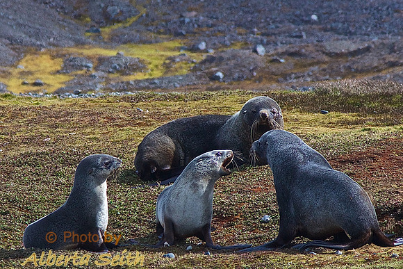 Landing at Peggoty Bluff, South Georgia Island