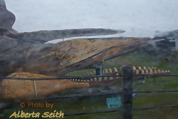 Whale bone exhibit on Falkland Island, Seal Island
