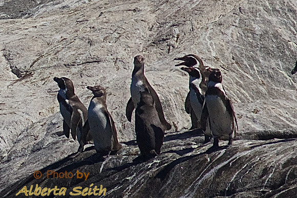Humboldt Penguins at the Humboldt Sanctuary near Vlparaiso on Chile's Pacific Coast