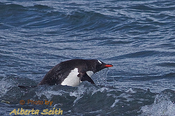 Landing at Peggoty Bluff, South Georgia Island